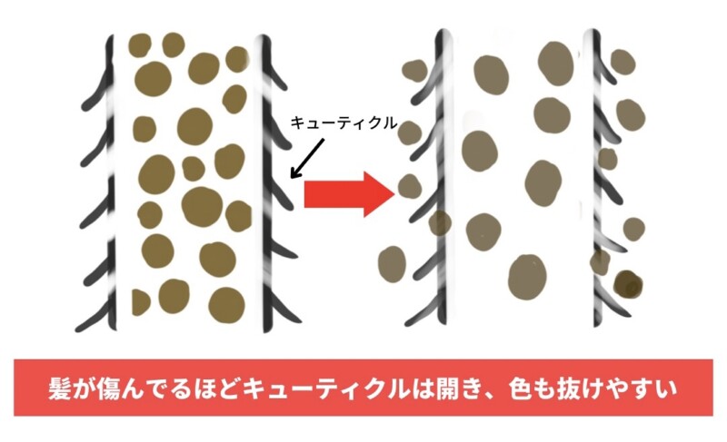 髪は傷んでるほどカラーの抜けが早くなる図